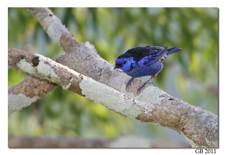 OPAL-RUMPED TANAGER